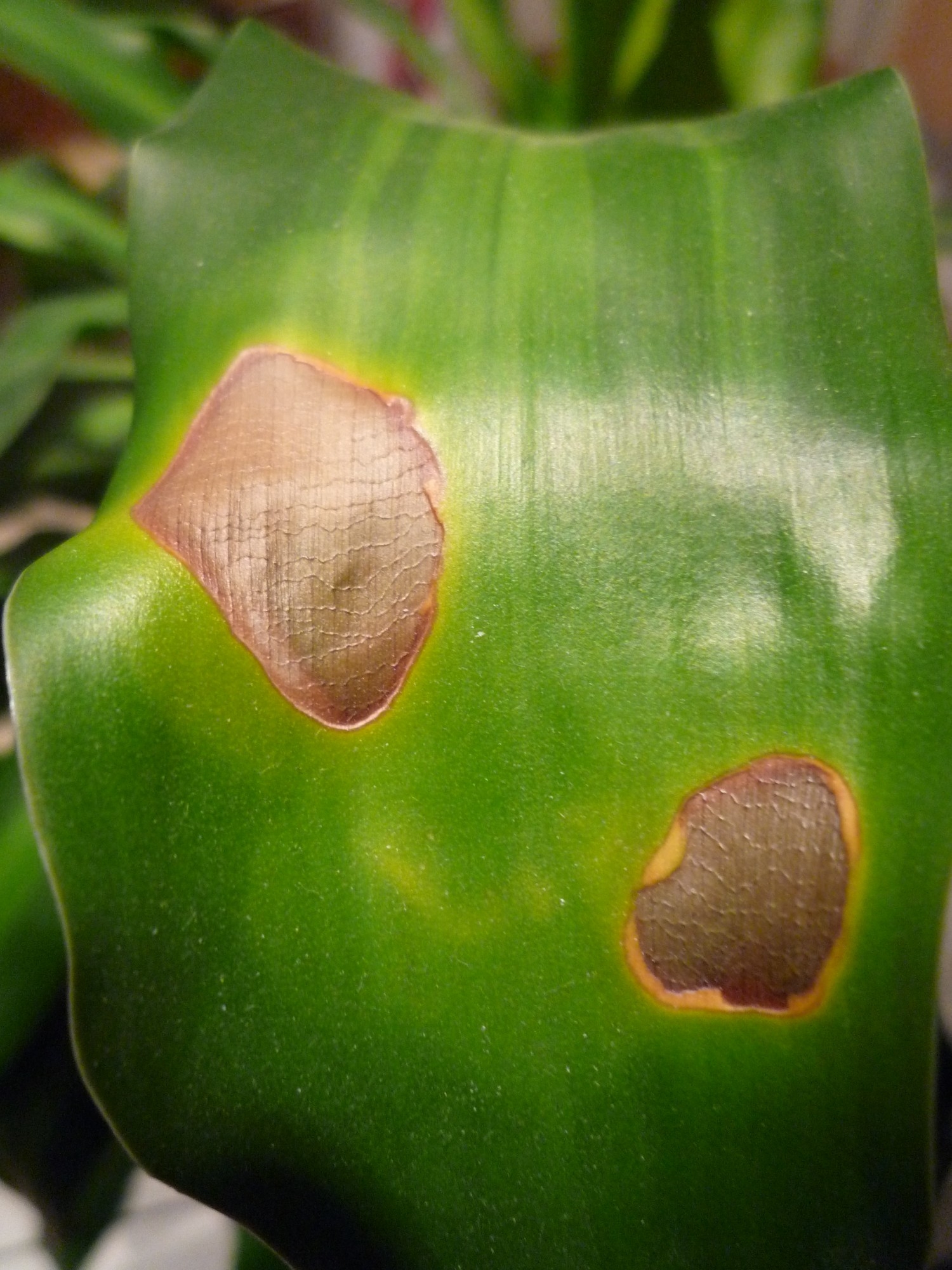 Dracaena bekommt braune Flecken und Spitzen · Pflanzenkrankheiten &  Schädlinge · GREEN24 Pflanzen & Garten Forum