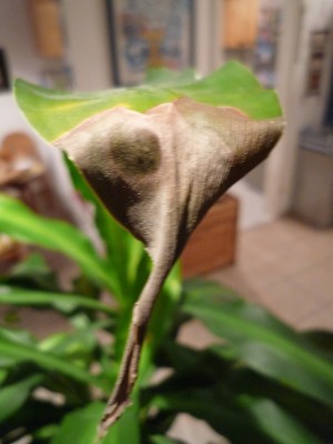 P1050433.JPG