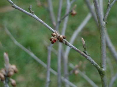 Hamamelis Diana.jpg