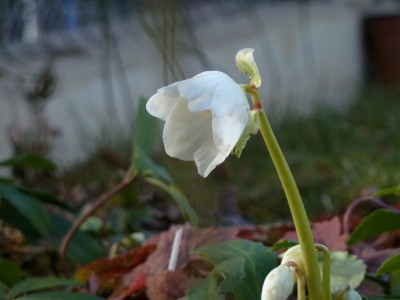 helleborus niger.jpg