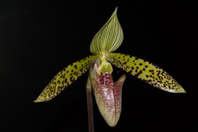 Paphiopedilum sukhakulii #2.JPG