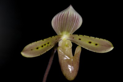Paphiopedilum tonsum.jpg