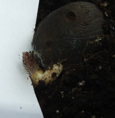 Astrocaryum alatum.a.jpg