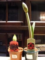 Hippeastrum Hybr 013.JPG