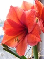 Hippeastrum Hybr 011.JPG