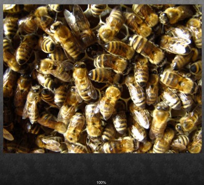 09.01.11-Bienen.jpg