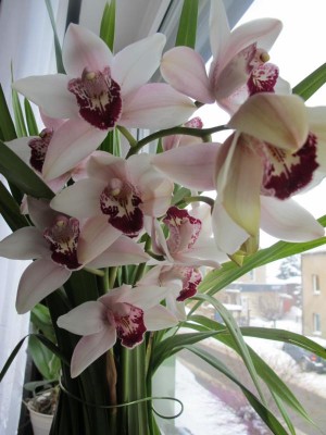Cymbidium.JPG