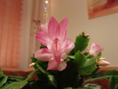 CIMG0878.JPG