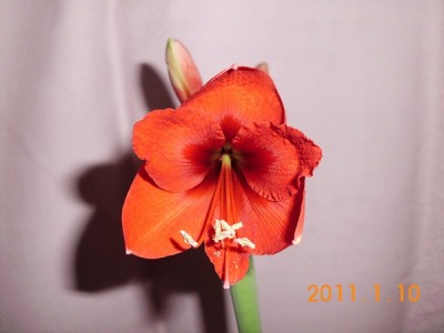 DSCI0381.JPG