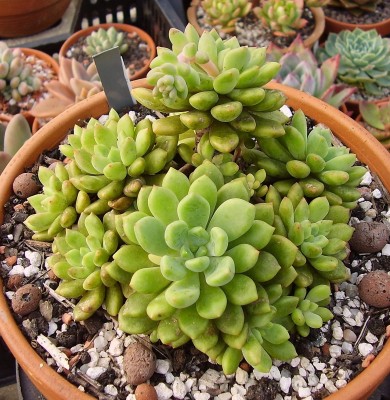 Cremneria expatriata 1992-2 (6).jpg