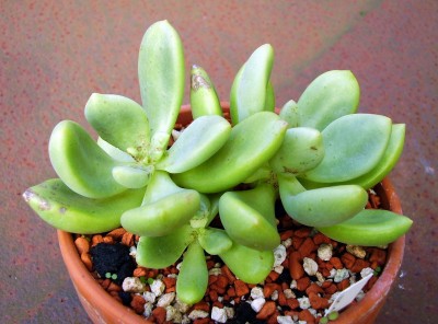 Cremnosedum ´Whetstone´ (2).JPG