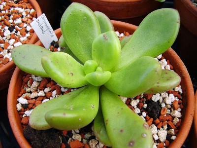 Cremnophila nutans.jpg