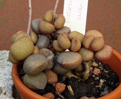 Adromischus marianiae.jpg