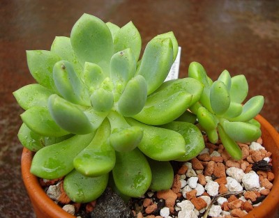 Cremneria expatriata 2009-178 (5).jpg