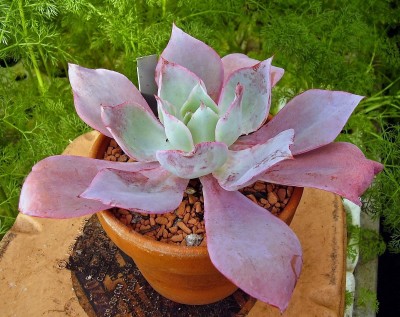 Echeveria ´After Glow´ (3).jpg