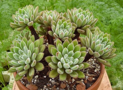 Echeveria ´Silvergreen´ (10).jpg