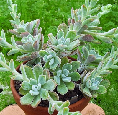 Echeveria pulvinata ´Frosty´ 2000-12 (6).jpg