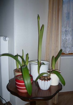Amaryllis.jpg