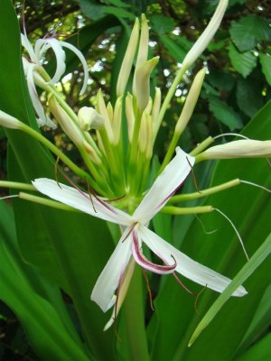 2_Blüte.JPG