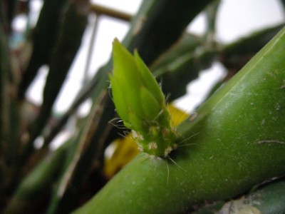 DSCF5093.JPG