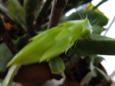 DSCF5092.JPG