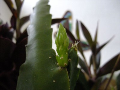 DSCF5091.JPG