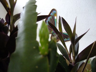DSCF5090.JPG