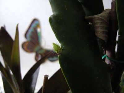 DSCF5089.JPG