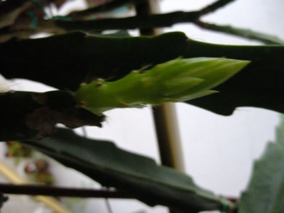 DSCF5088.JPG