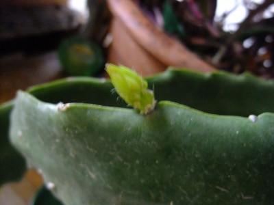 DSCF5087.JPG