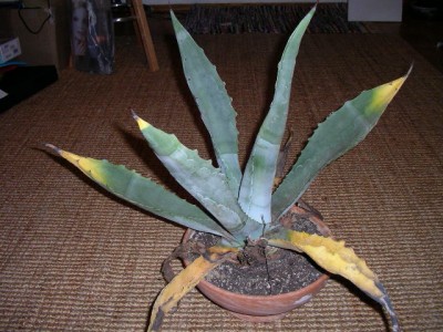 IMGP0010.JPG