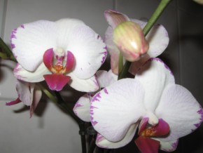 Phalenopsis weiß mit roten Rändern 002-1.jpg