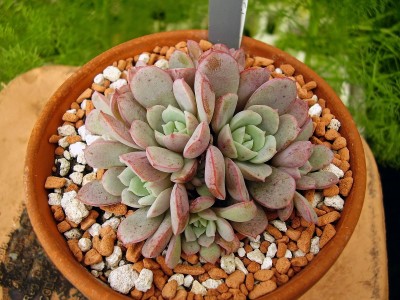 Echeveria subcorymbosa 2009-46 (3).jpg