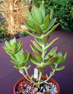 Cremnosedum ´Penn Ar Ru´ (6).jpg