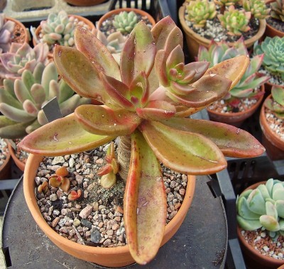 Cremneria ´Weingartiana´ (6).jpg