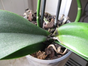 Phalenopsis 007-1.jpg