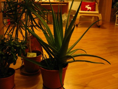 Bild 077 [1600x1200].jpg