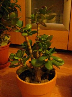 Bild 076 [1600x1200].jpg