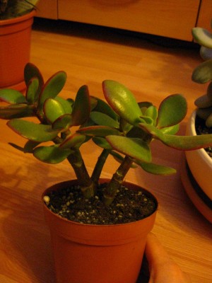 Bild 074 [1600x1200].jpg