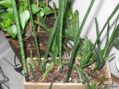 Sansevieria 'bacularis'.jpeg