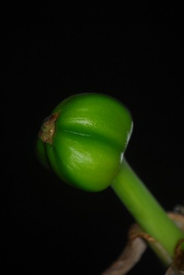 greeeen 027yy.jpg