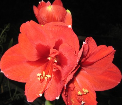20110112_0001.JPG