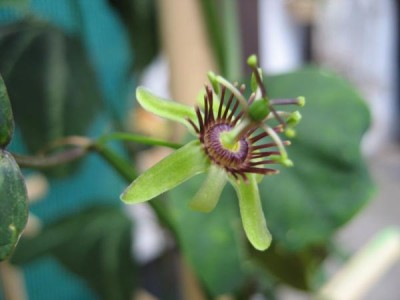 P.allantophylla x sunburst1.JPG