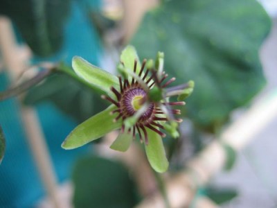 P.allantophylla x sunburst.JPG