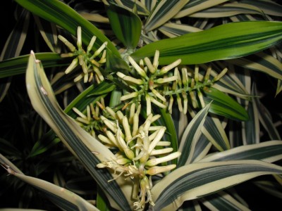 Blüte Dracaena.jpg