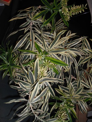 Dracaena von oben.jpg