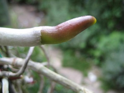 Orchiwurzel.JPG