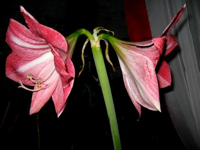 Tropical garden.jpg