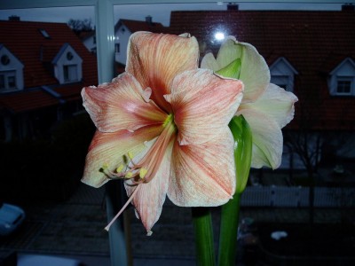 Blüte_Exotic Star_03.JPG
