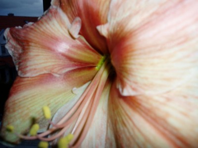 Blüte_Exotic Star_02.JPG
